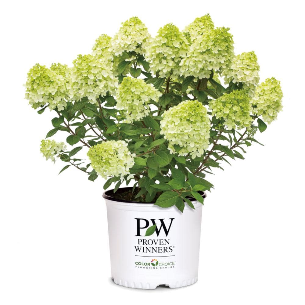 【春予約】　ノリウツギ　グランデ　ライムパンチ　【申込期限：４月２６日（日）】