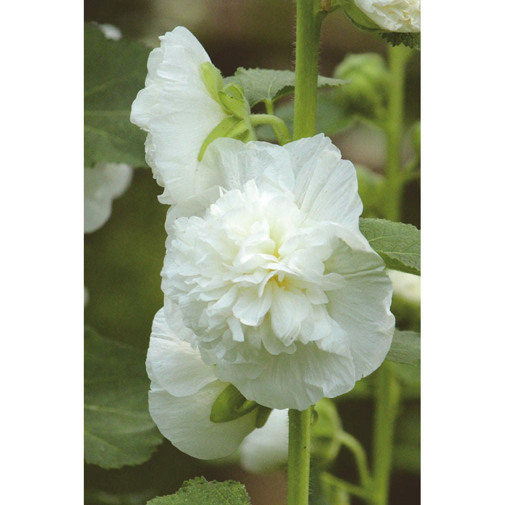 【花予約】　アルセア　ダブル　ホワイト　１０．５ｃｍ　【引き渡し期間：１０月２５日（土）～１１月２日（日）】