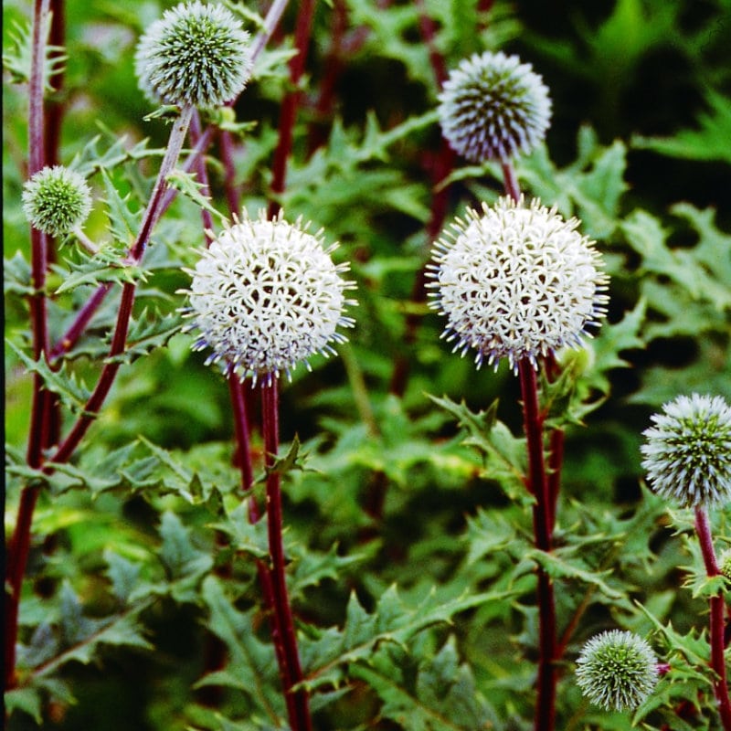 【春予約】　エキノプス　アークティックグロー　１０．５ｃｍ　【引渡予定日：４／４（土）～１２（日）】