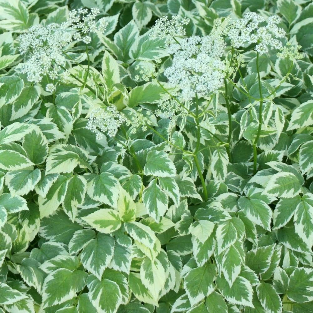 【春予約】　エゴポディウム　バリエガータ（斑入りイワミツバ）　１０．５ｃｍ　【引き渡期間：４／４（土）～１２（日）】