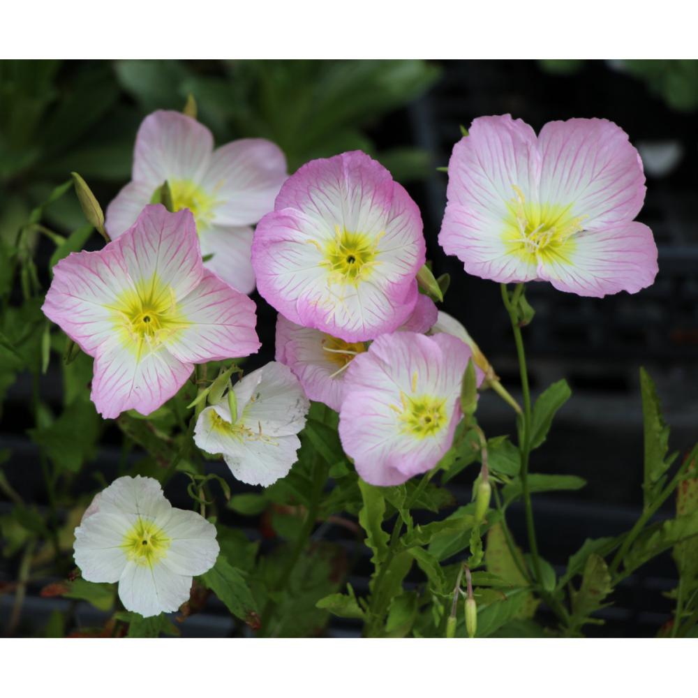 【花予約】　エノテラ　スペシオサ　１０．５ｃｍ　【引き渡し期間：１０月２５日（土）～１１月２日（日）】