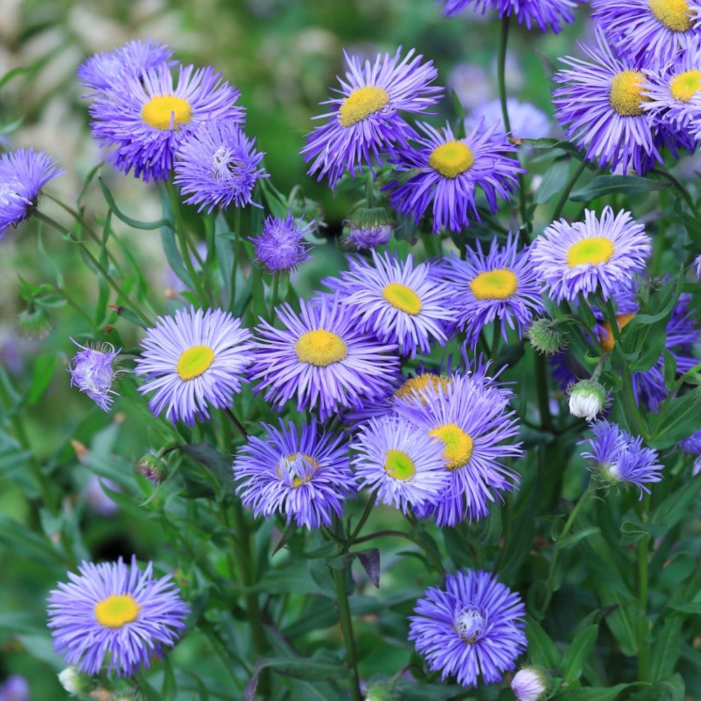 【春予約】　エリゲロン　アズール　フェアリー　１０．５ｃｍ　【引渡予定日：４／４（土）～１２（日）】