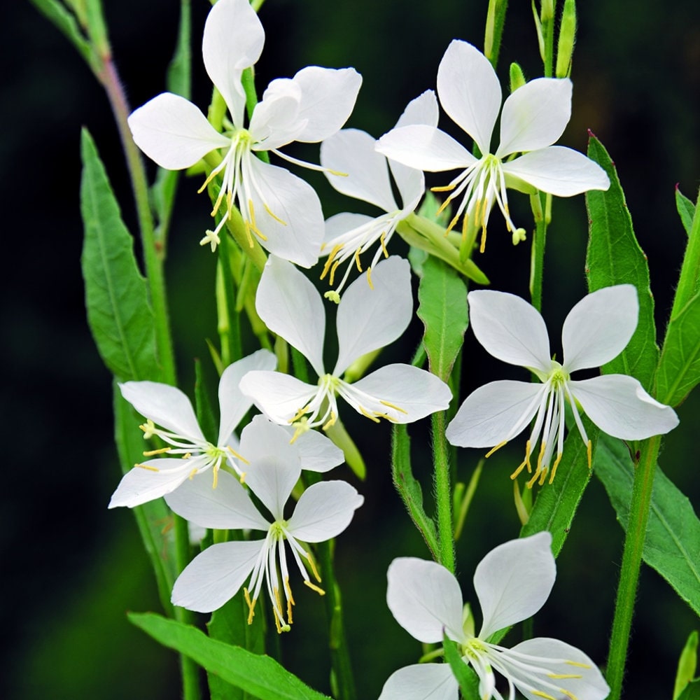 【春予約】　ガウラ　クールブリーズ　１０．５ｃｍ　【引渡予定日：４／４（土）～１２（日）】
