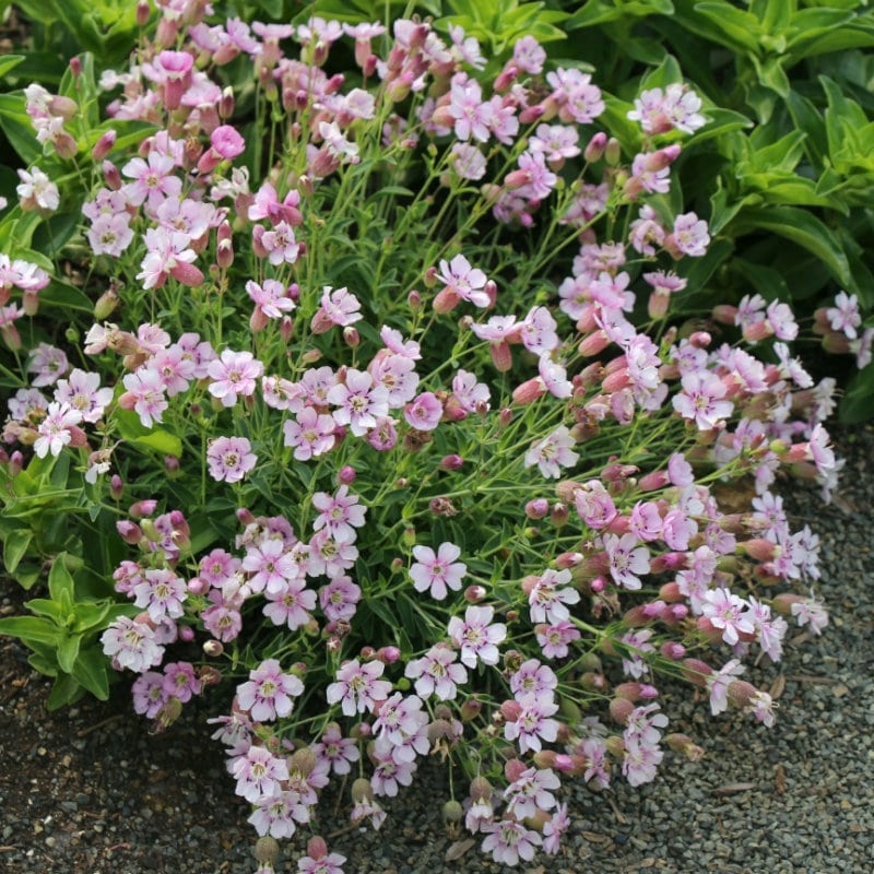 【花予約】　シレネ　ユニフローラ　シェルピンク　１０．５ｃｍ　【引き渡し期間：１０月２５日（土）～１１月２日（日）】