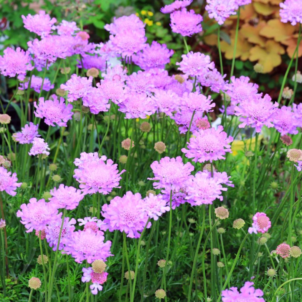 【春予約】　スカビオサ　ビビットバイオレット　１０．５ｃｍ　【引渡予定日：４／４（土）～１２（日）】