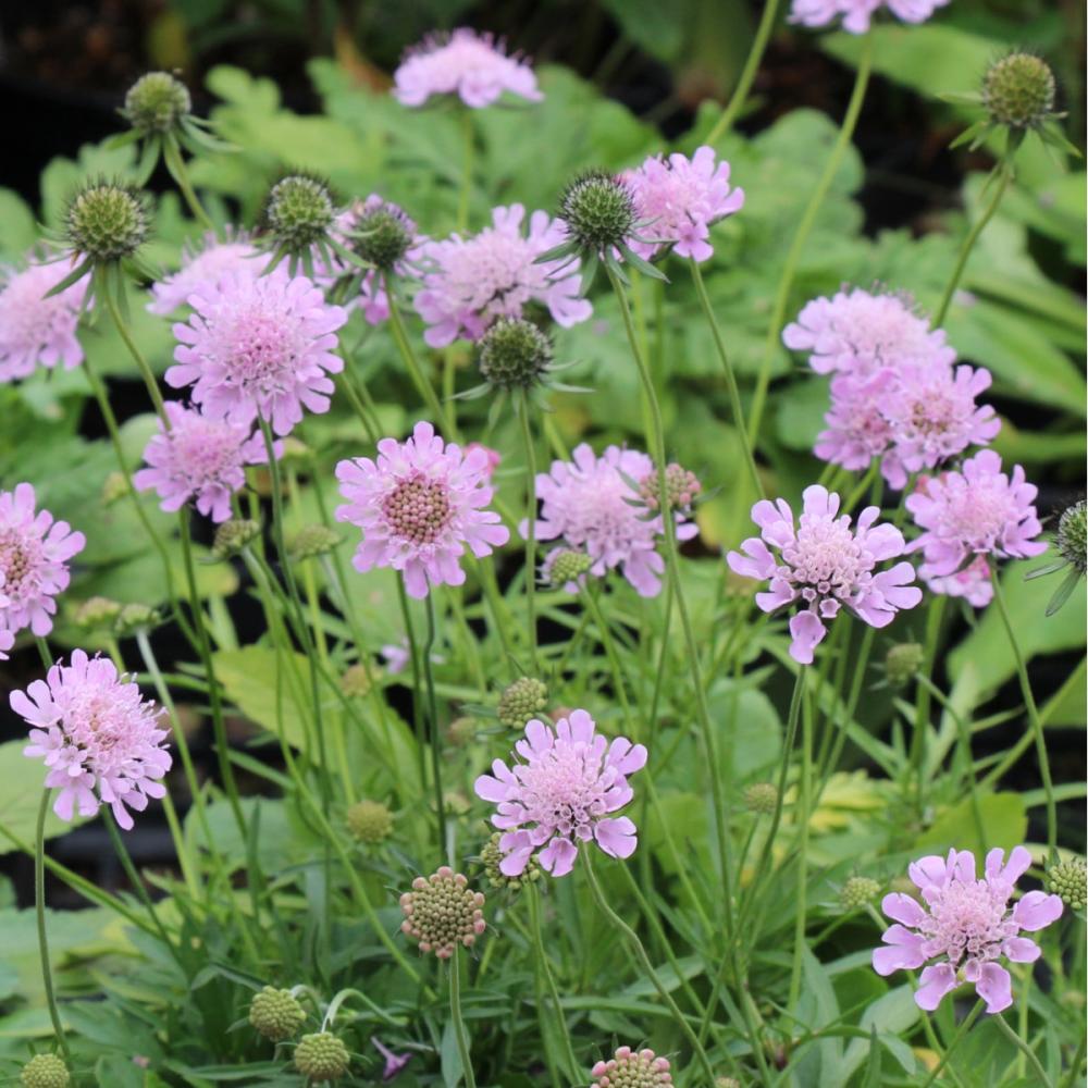 【花予約】　スカビオサ　ピンクッションピンク　１０．５ｃｍ　【引き渡し期間：１０月２５日（土）～１１月２日（日）】