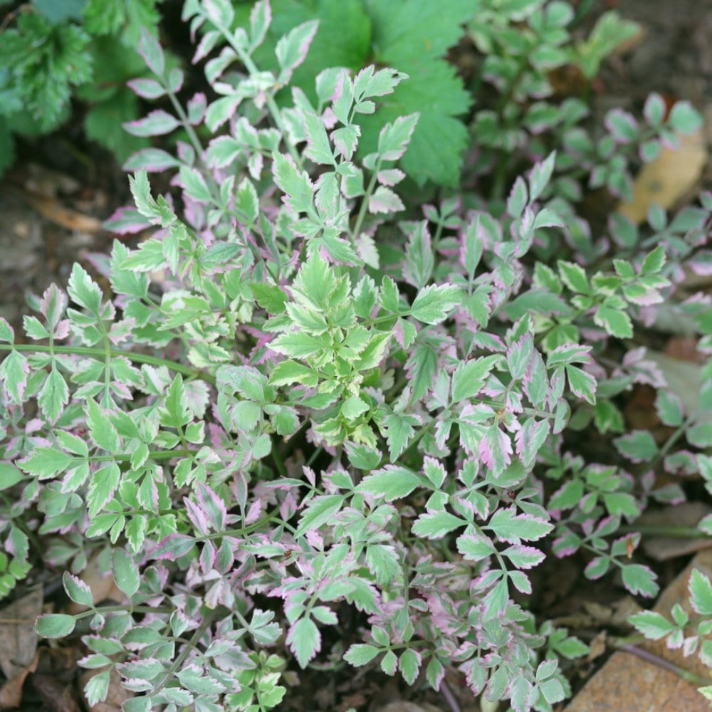 【春予約】　セリ　フラミンゴ　１０．５ｃｍ　【引渡予定日：４／４（土）～１２（日）】