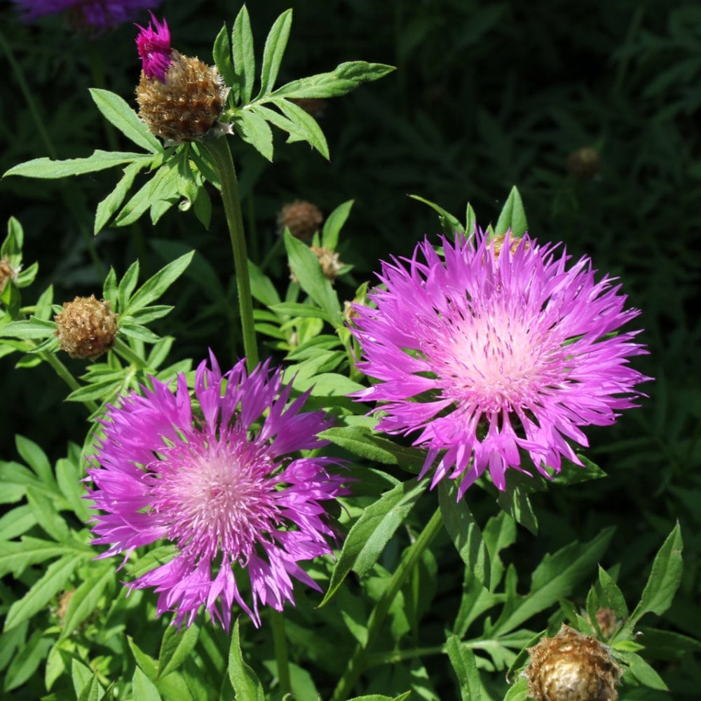 【春予約】　セントーレア　デアルバタ　１０．５ｃｍ　【引渡予定日：４／４（土）～１２（日）】