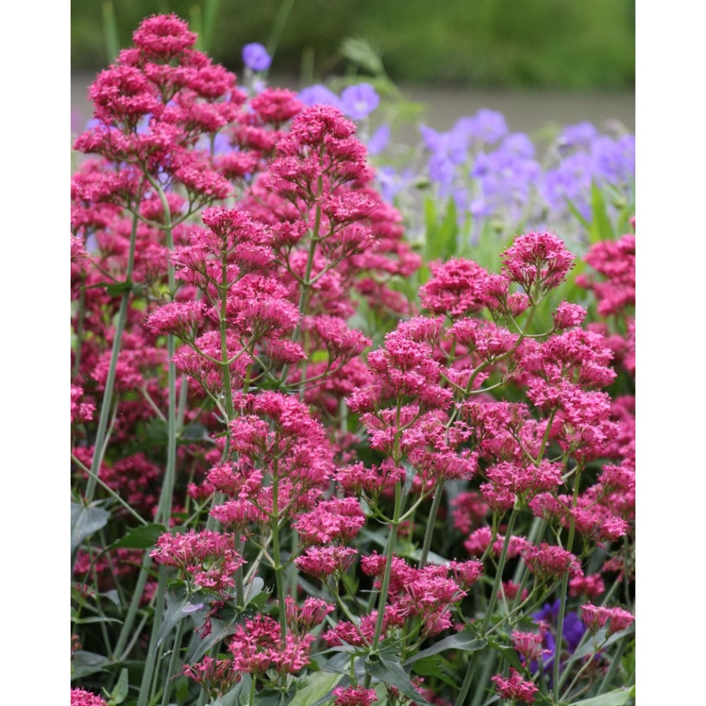 【春予約】　セントランサス　コッキネウス　１０．５ｃｍ　【引渡予定日：４／４（土）～１２（日）】