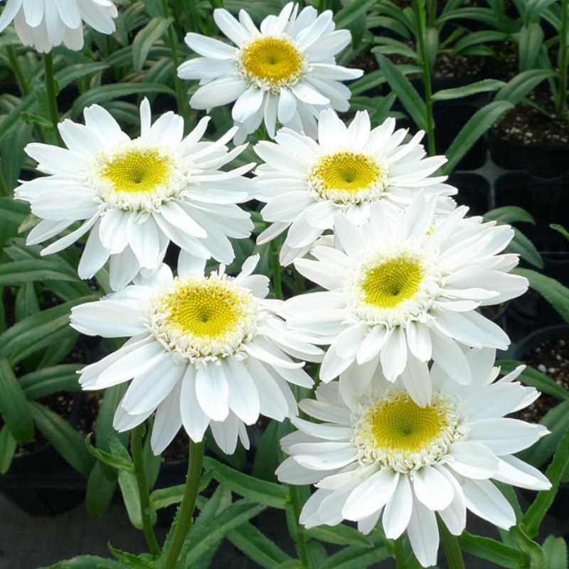 【春予約】　デージー　サニーサイドアップ　１０．５ｃｍ　【引渡予定日：４／４（土）～１２（日）】