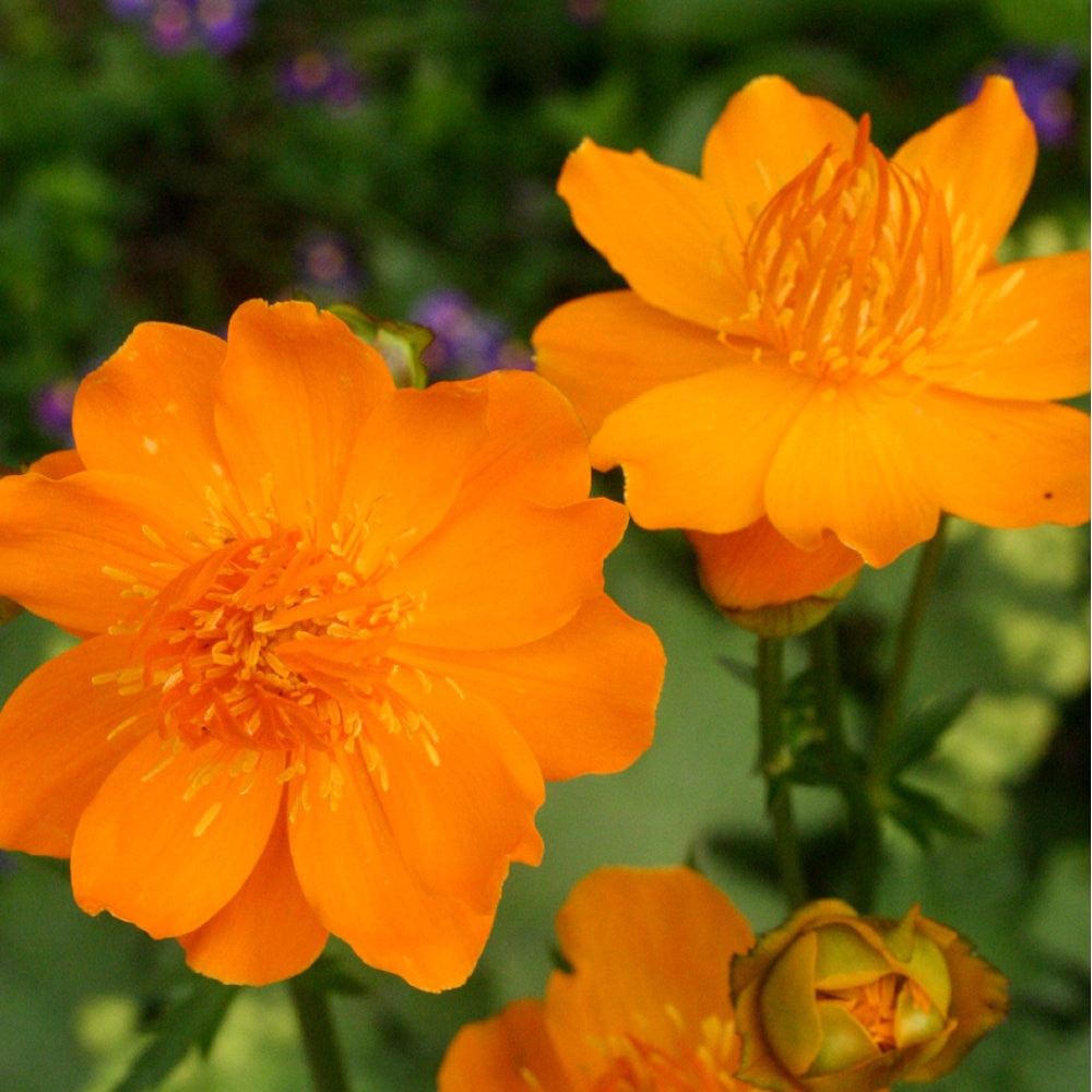 【春予約】　トロリウス　ゴールデンクイーン　１０．５ｃｍ　【引渡予定日：４／４（土）～１２（日）】