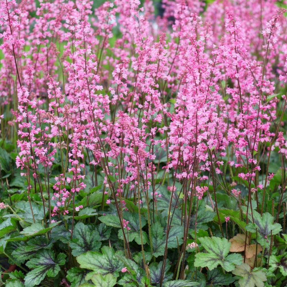 【春予約】　ヒューケレラ　ピンクレボリューション　１０．５ｃｍ　【引渡予定日：４／４（土）～１２（日）】