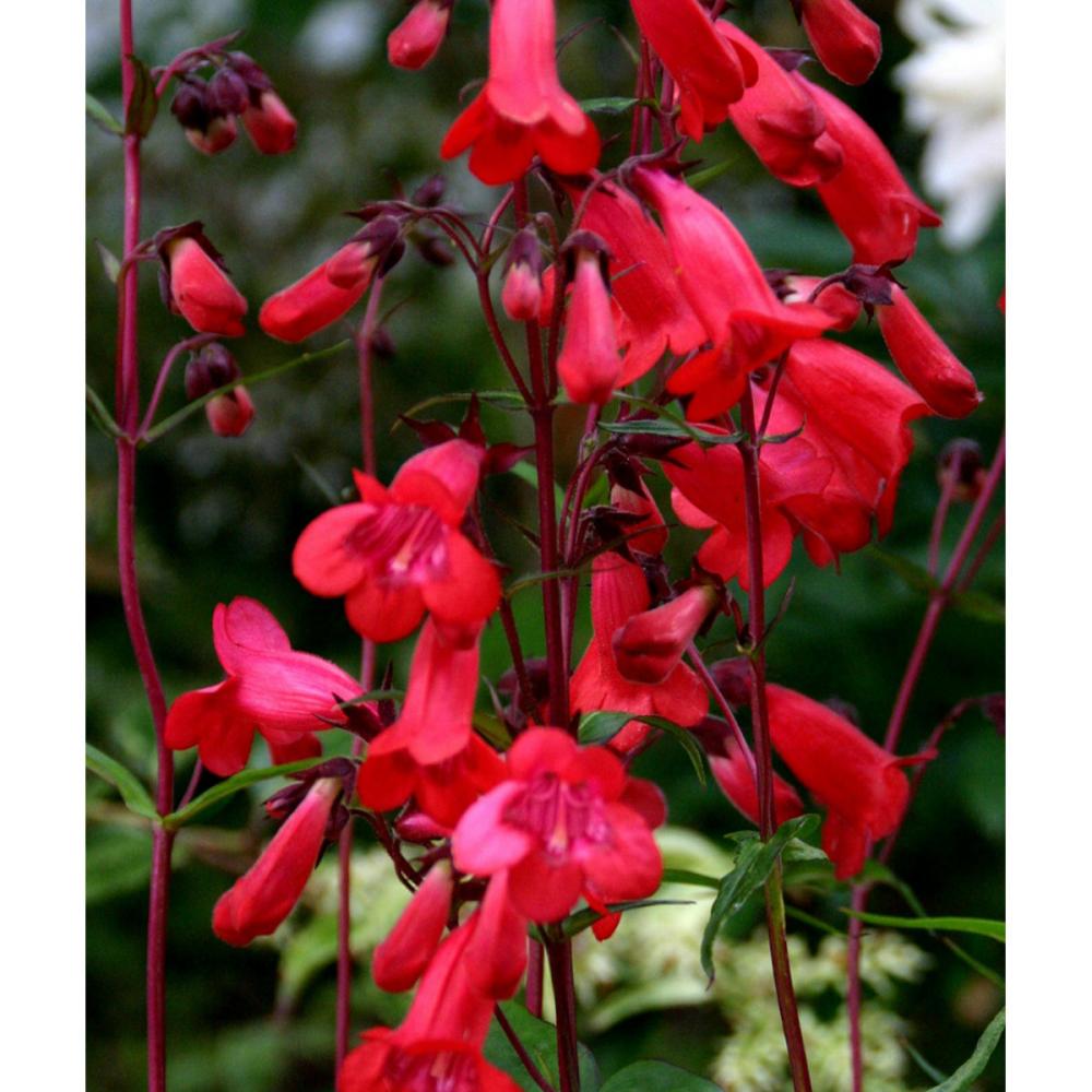 【春予約】　ペンステモン　シャルホーゼン（ショーエンポルゼリー）　１０．５ｃｍ　【引渡予定日：４／４（土）～１２（日）】