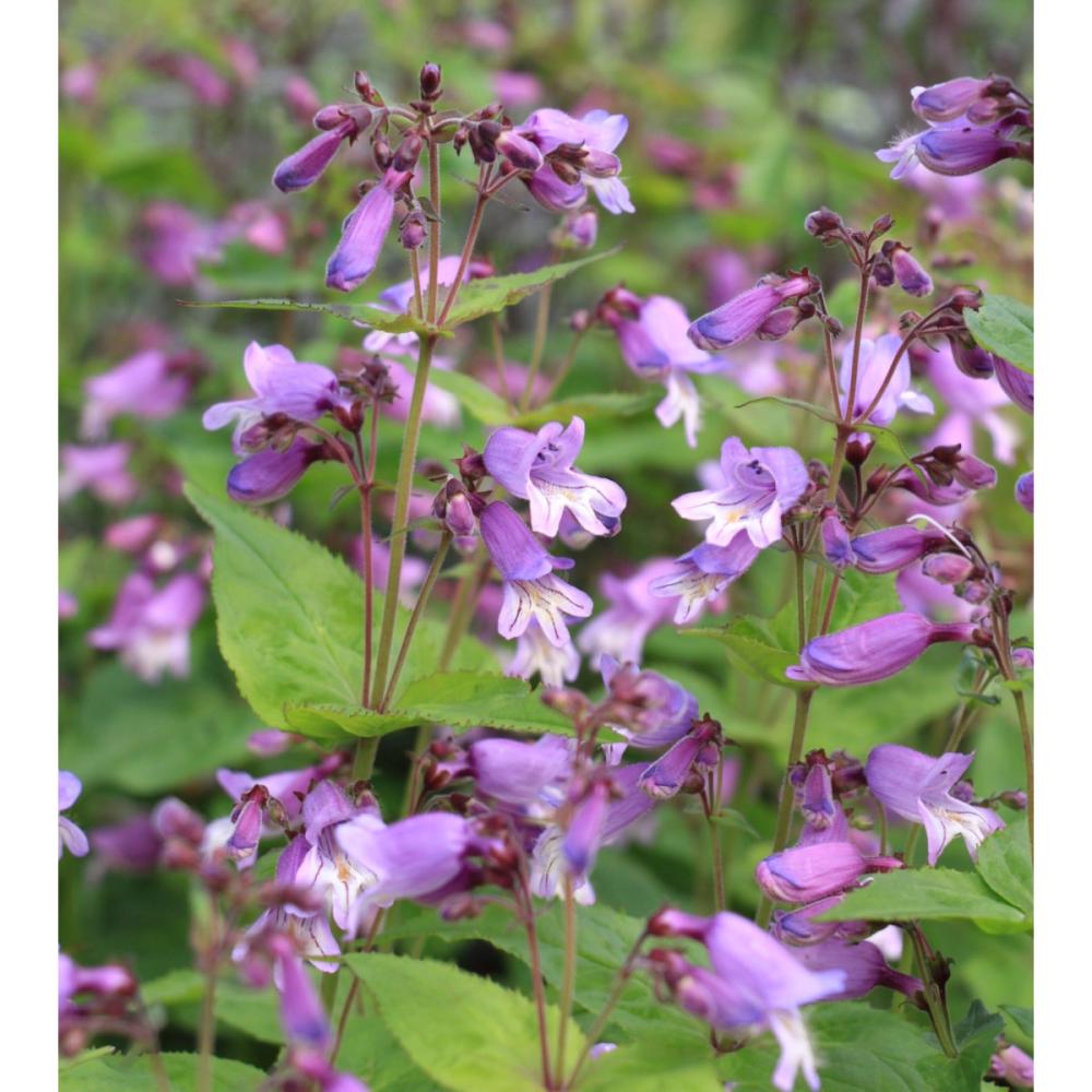 【春予約】　ペンステモン　スモーリー　１０．５ｃｍ　【引渡予定日：４／４（土）～１２（日）】