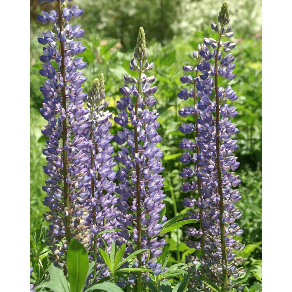 【春予約】　ルピナス　ペレニス　１０．５ｃｍ　【引渡予定日：４／４（土）～１２（日）】