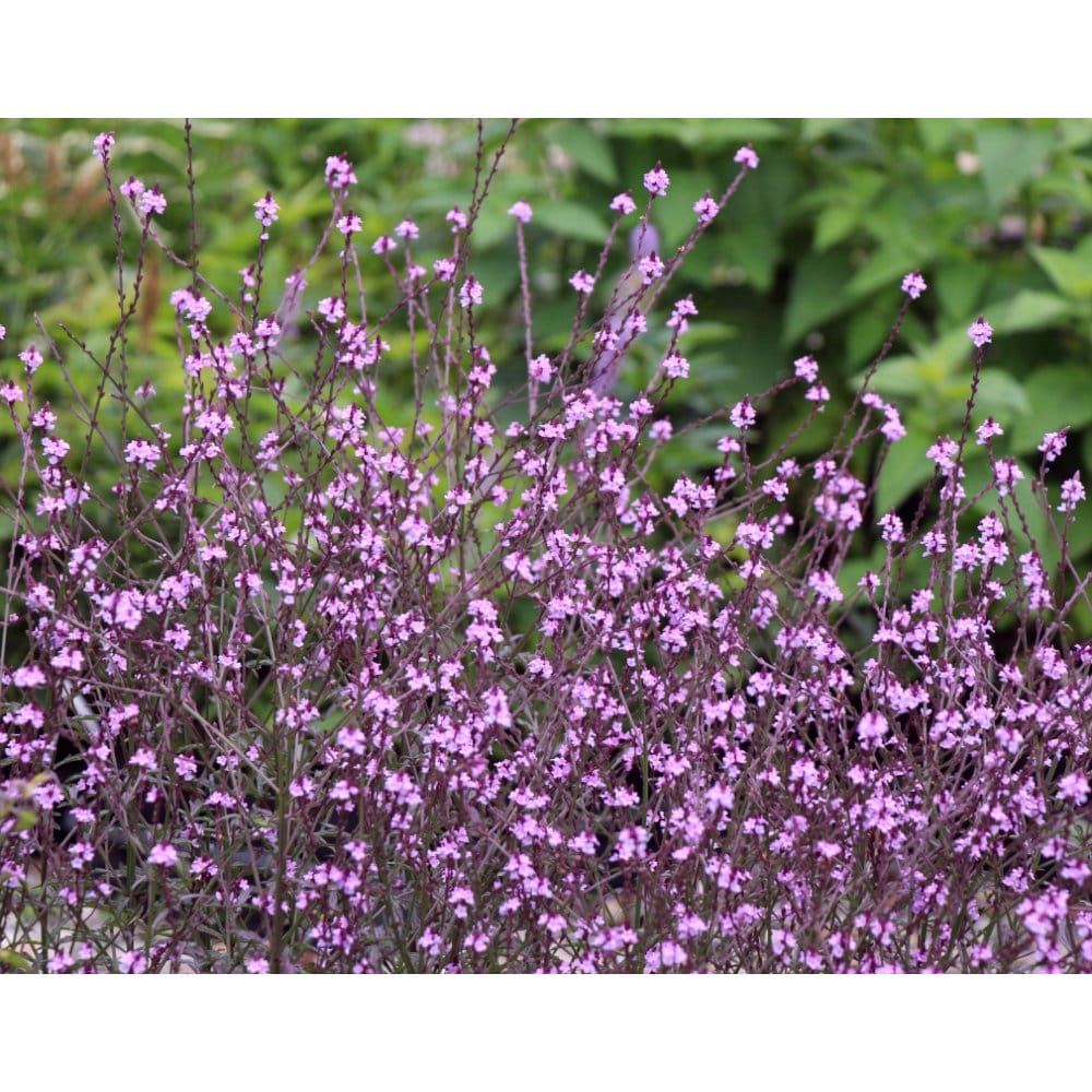 【春予約】　宿根バーベナ　バンプトン　１０．５ｃｍ　【引渡予定日：４／４（土）～１２（日）】