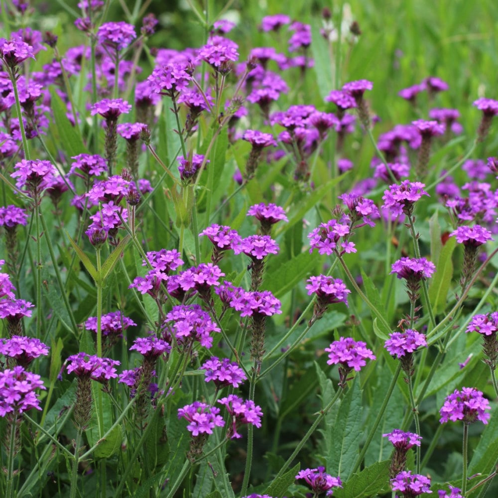 【春予約】　宿根バーベナ　リギダ　１０．５ｃｍ　【引渡予定日：４／４（土）～１２（日）】