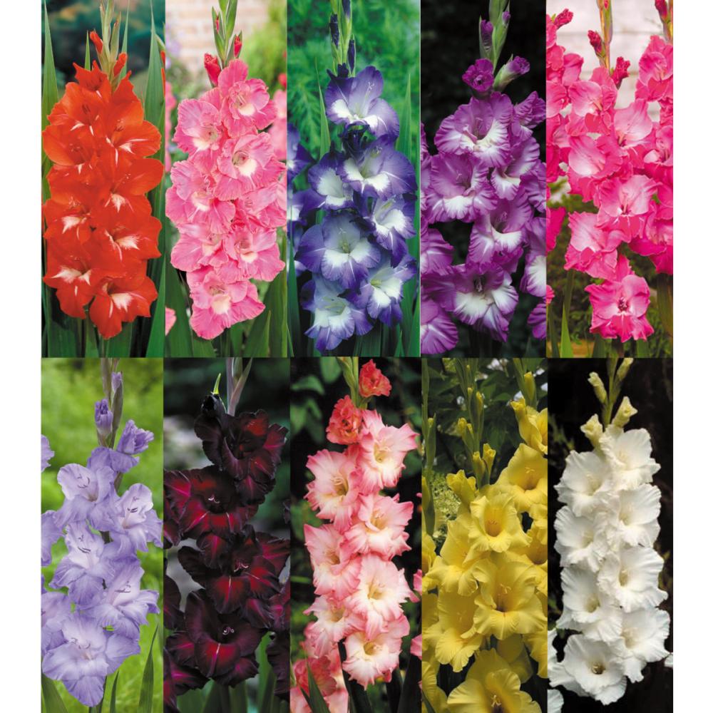 【春予約】　グラジオラス　混合　７０球　【引渡予定日：４／４（土）～１２（日）】