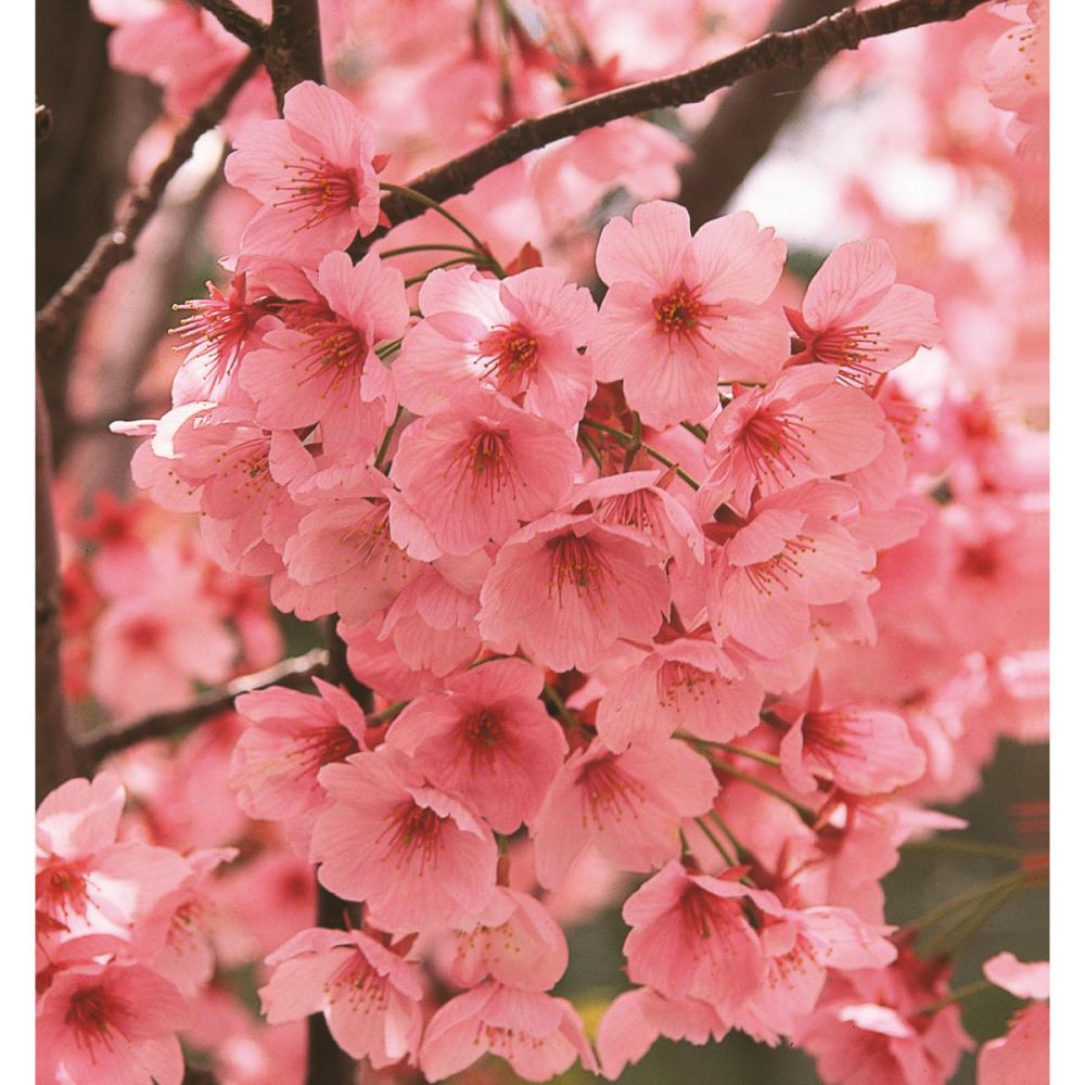 【卒入学・春植物予約】　サクラ苗　陽光　１８ｃｍポット　【申込期限：３月１日】