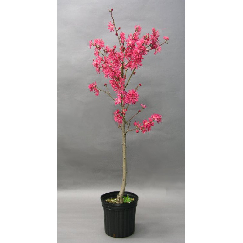 【卒入学・春植物予約】　花モモ苗　京舞妓　１８ｃｍポット　【申込期限：３月１日】