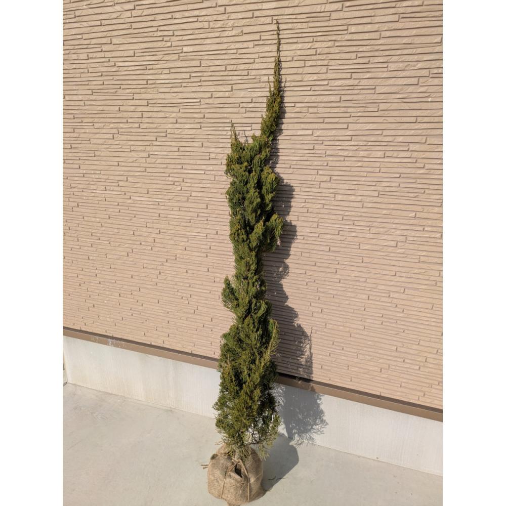 【春予約】　貝塚イブキ　１．２ｍ　【申込期限：３月１日（日）】