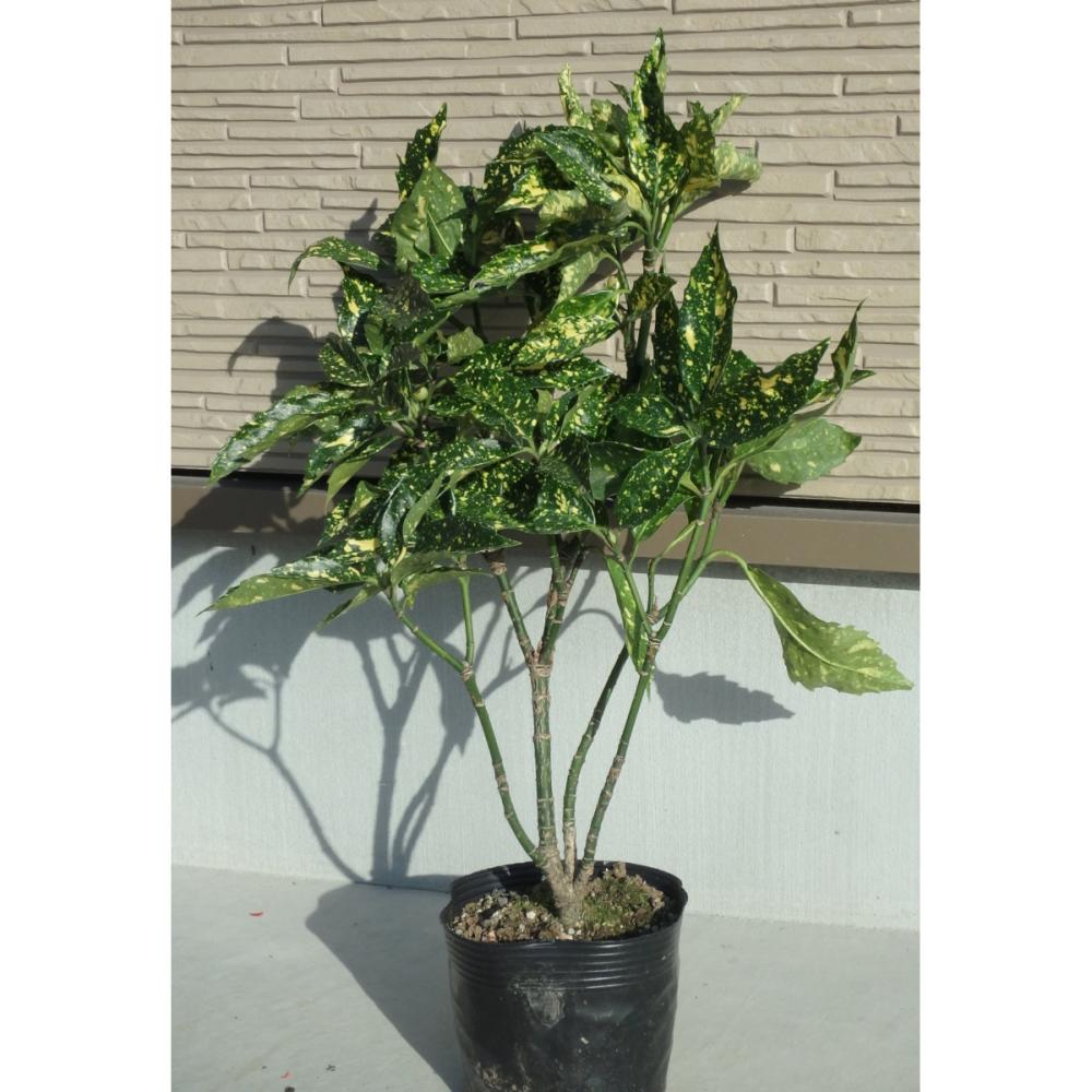 【春予約】　アオキ　５０ｃｍ　【申込期限：３月１日】