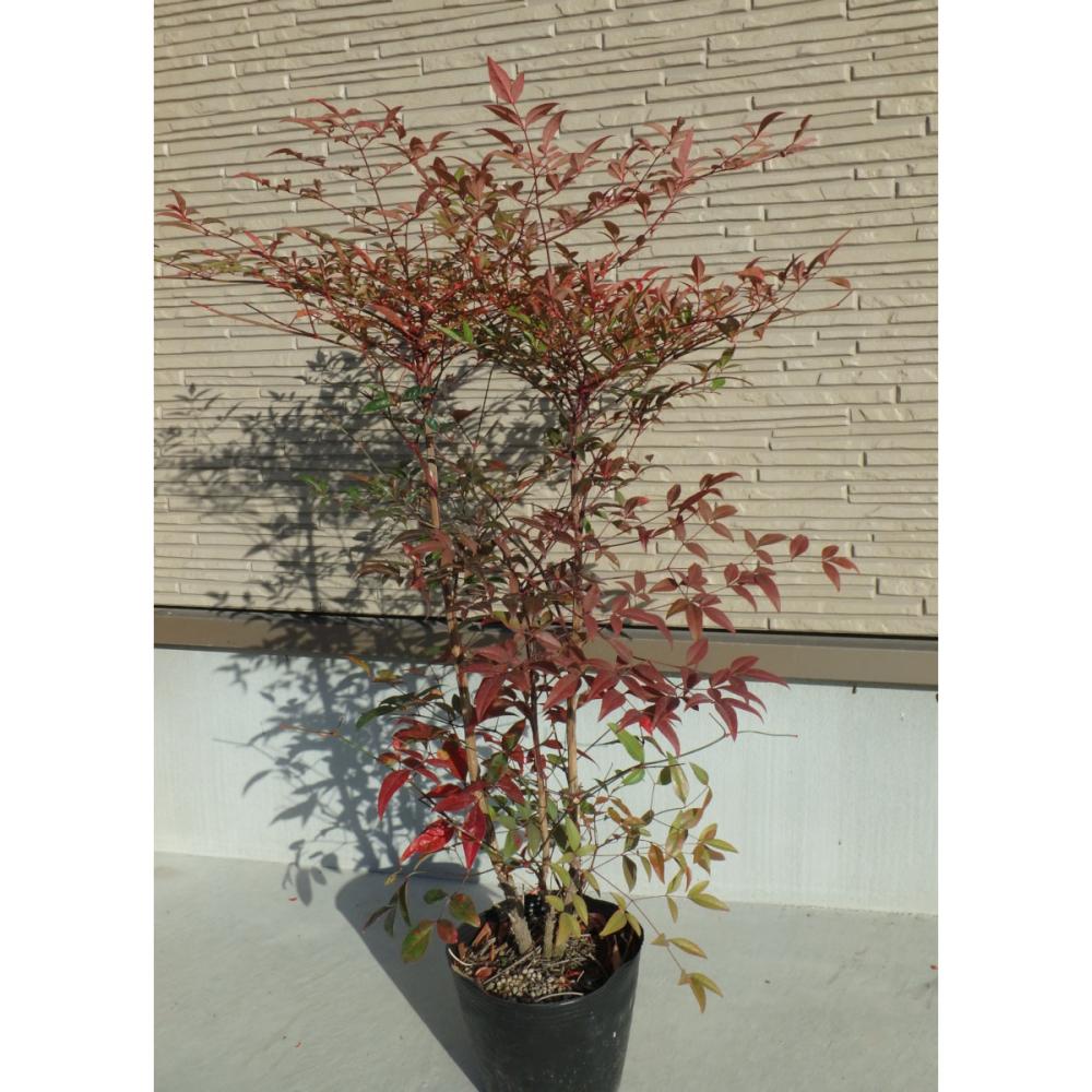 【春予約】　ナンテン　赤　６０ｃｍ　【申込期限：３月１日（日）】