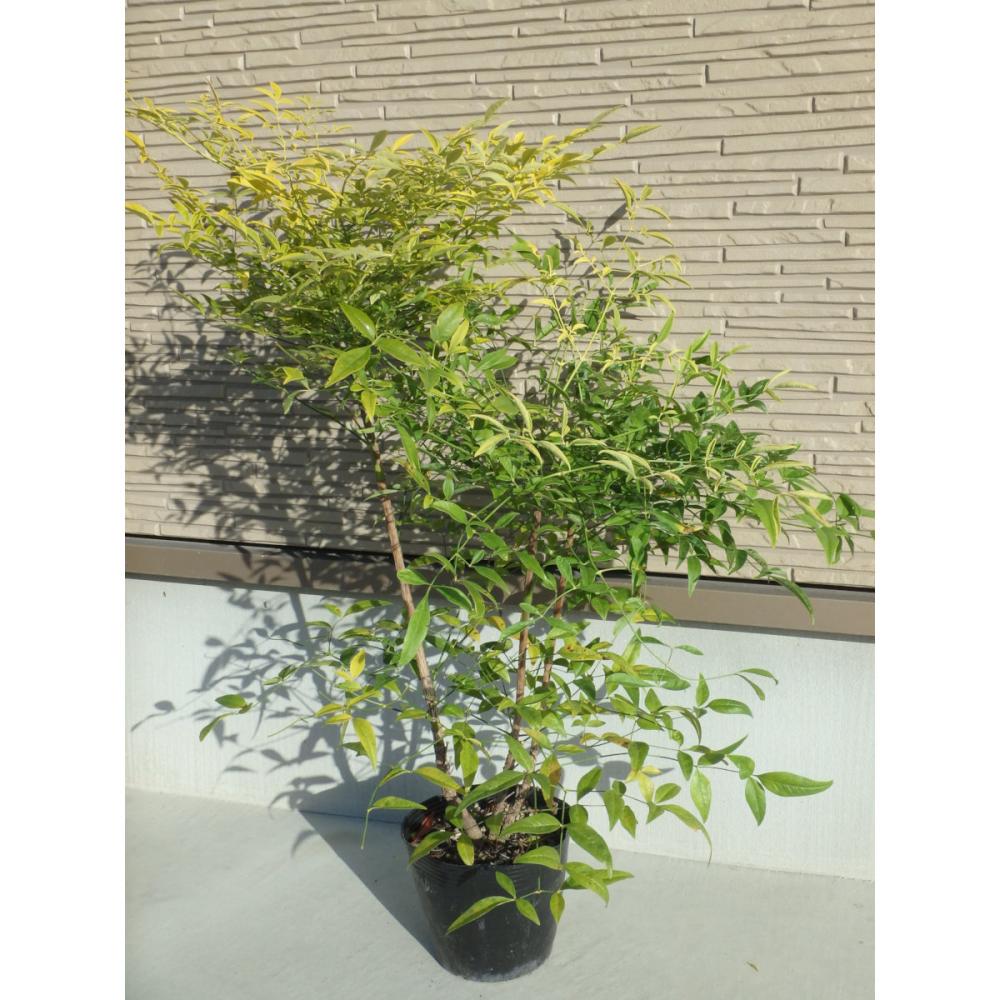 【春予約】　ナンテン　白　６０ｃｍ　【申込期限：３月１日（日）】