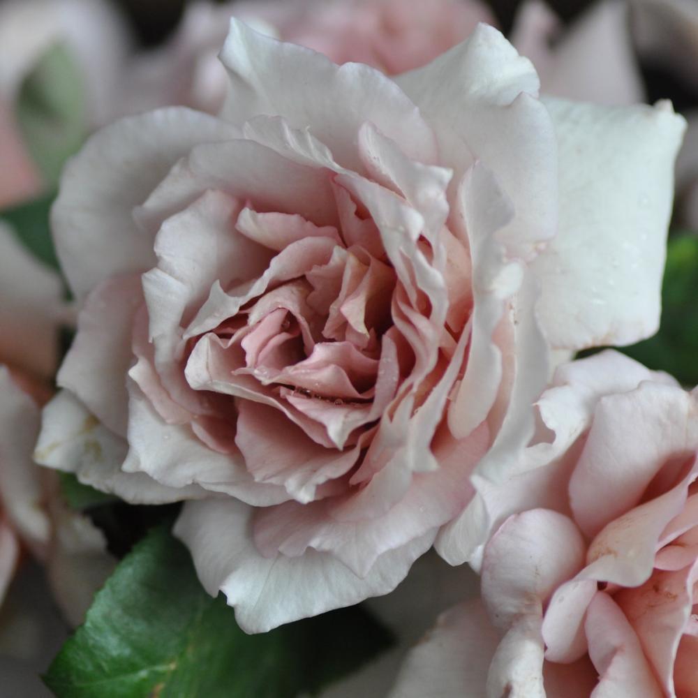 【バラ新苗予約】　エアリエル　【申込期限：５月３日】【お引渡し予定日：５月１６日～２４日】