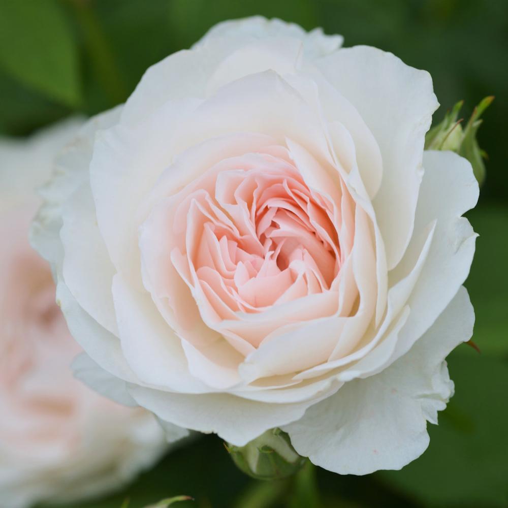 【バラ新苗予約】　オーブ・レジュール　【申込期限：５月３日】【お引渡し予定日：５月１６日～２４日】