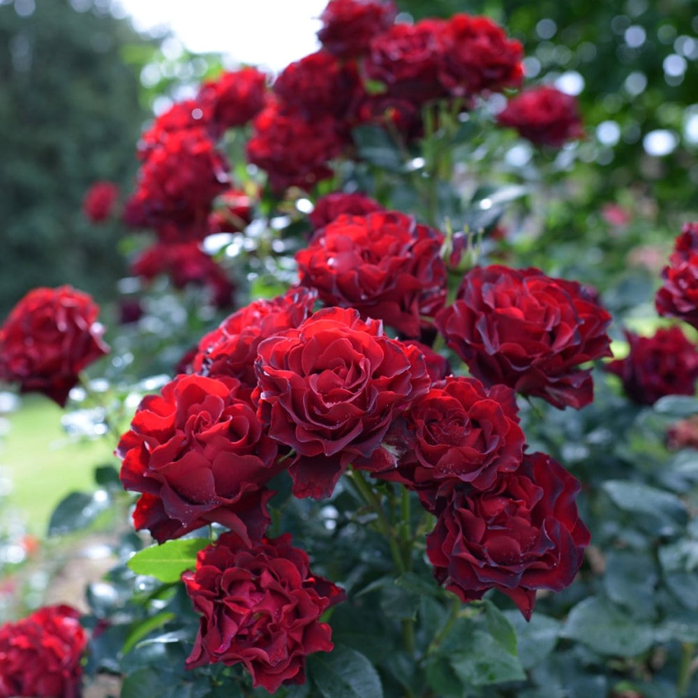 【バラ新苗予約】　オマージュ・ア・バルバラ　【申込期限：５月３日】【お引渡し予定日：５月１６日～２４日】