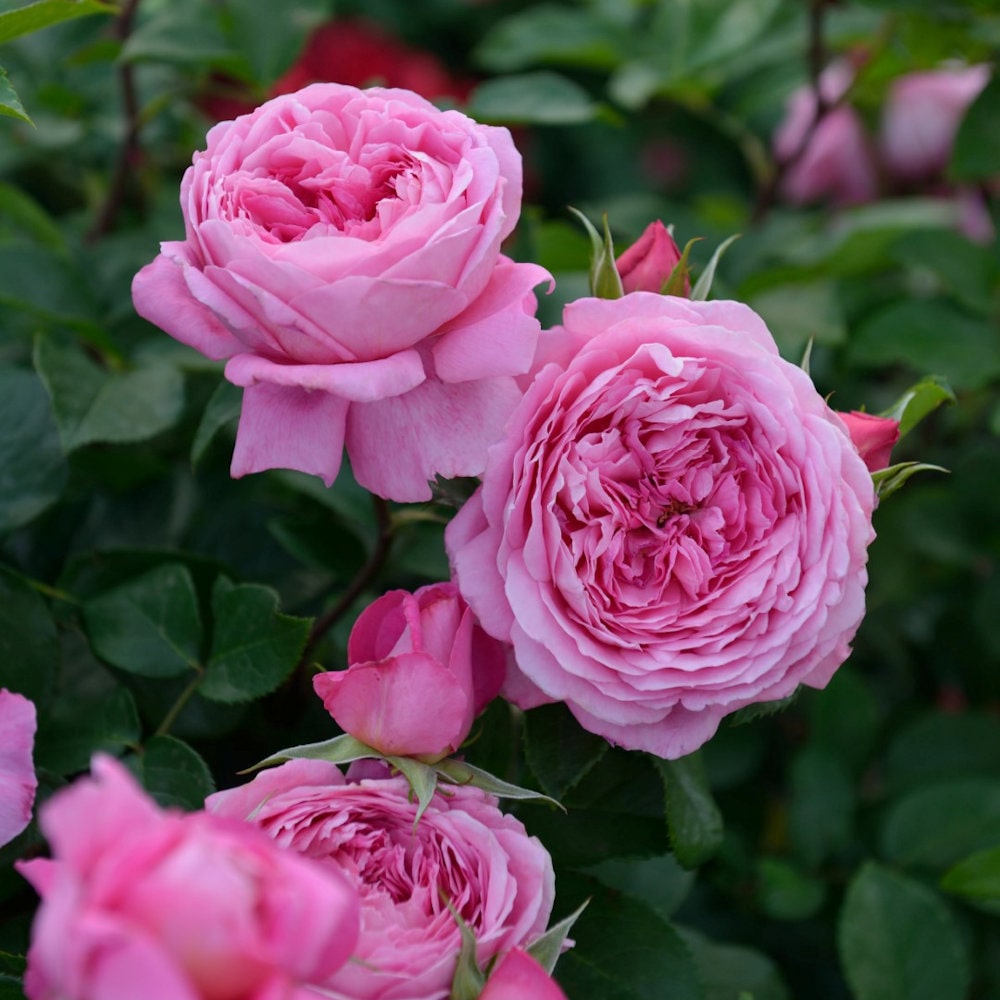 【バラ新苗予約】　フラゴナール　【申込期限：５月３日】【お引渡し予定日：５月１６日～２４日】