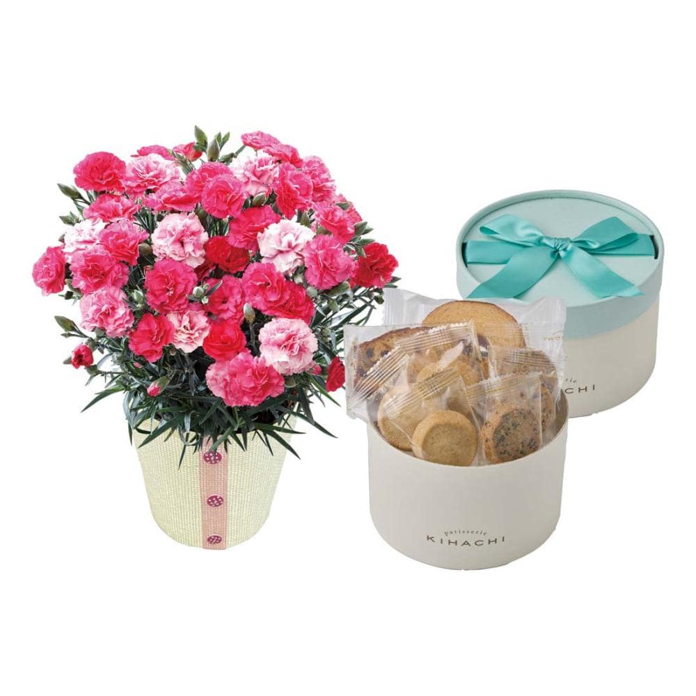 【母の日ギフト】カーネーション（さくらもなか）と「パティスリー　キハチ」アソートＢＯＸＡ４０－１【注文期限５月１日】