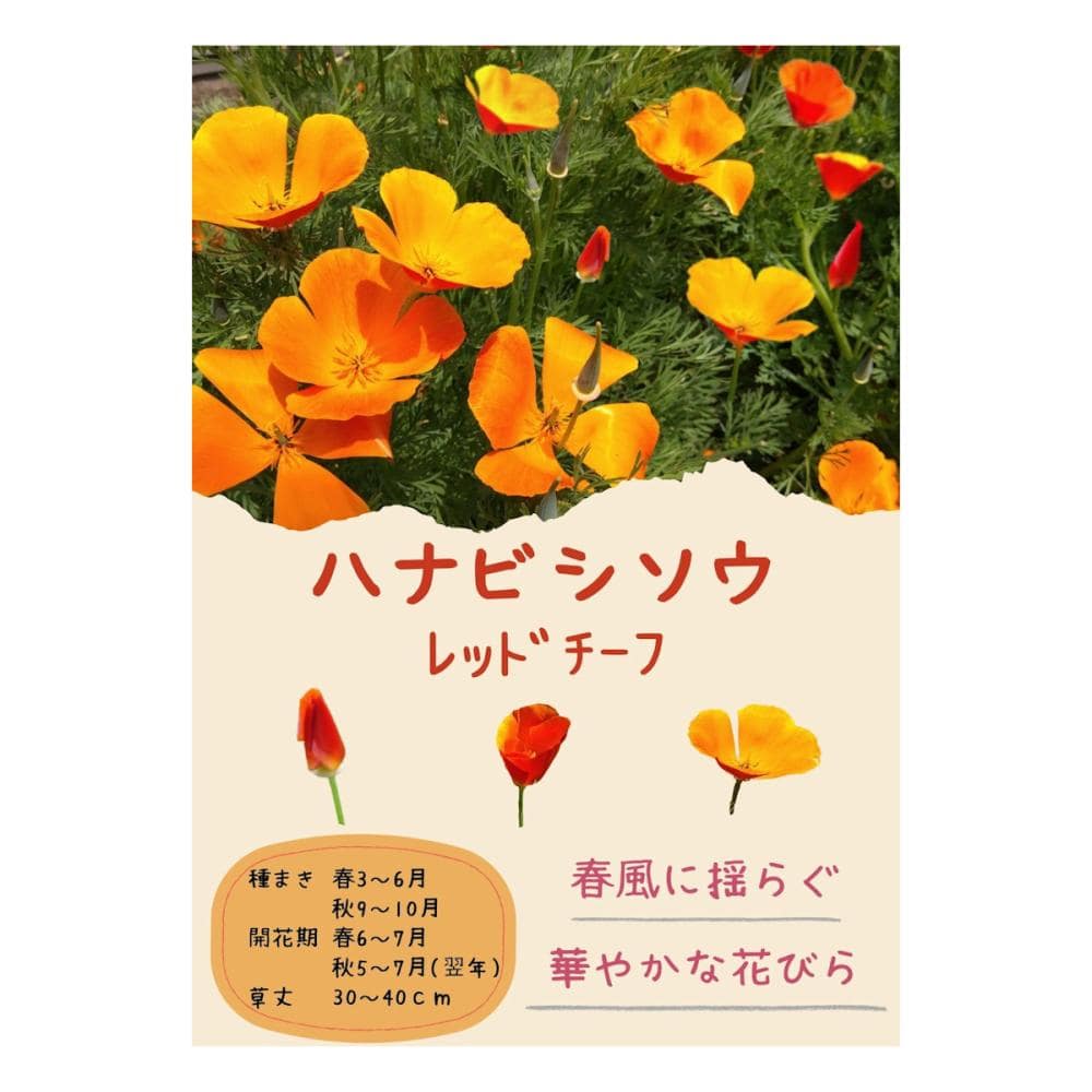 【宅配専用】　草花種子　ハナビシソウ　レッドチーフ