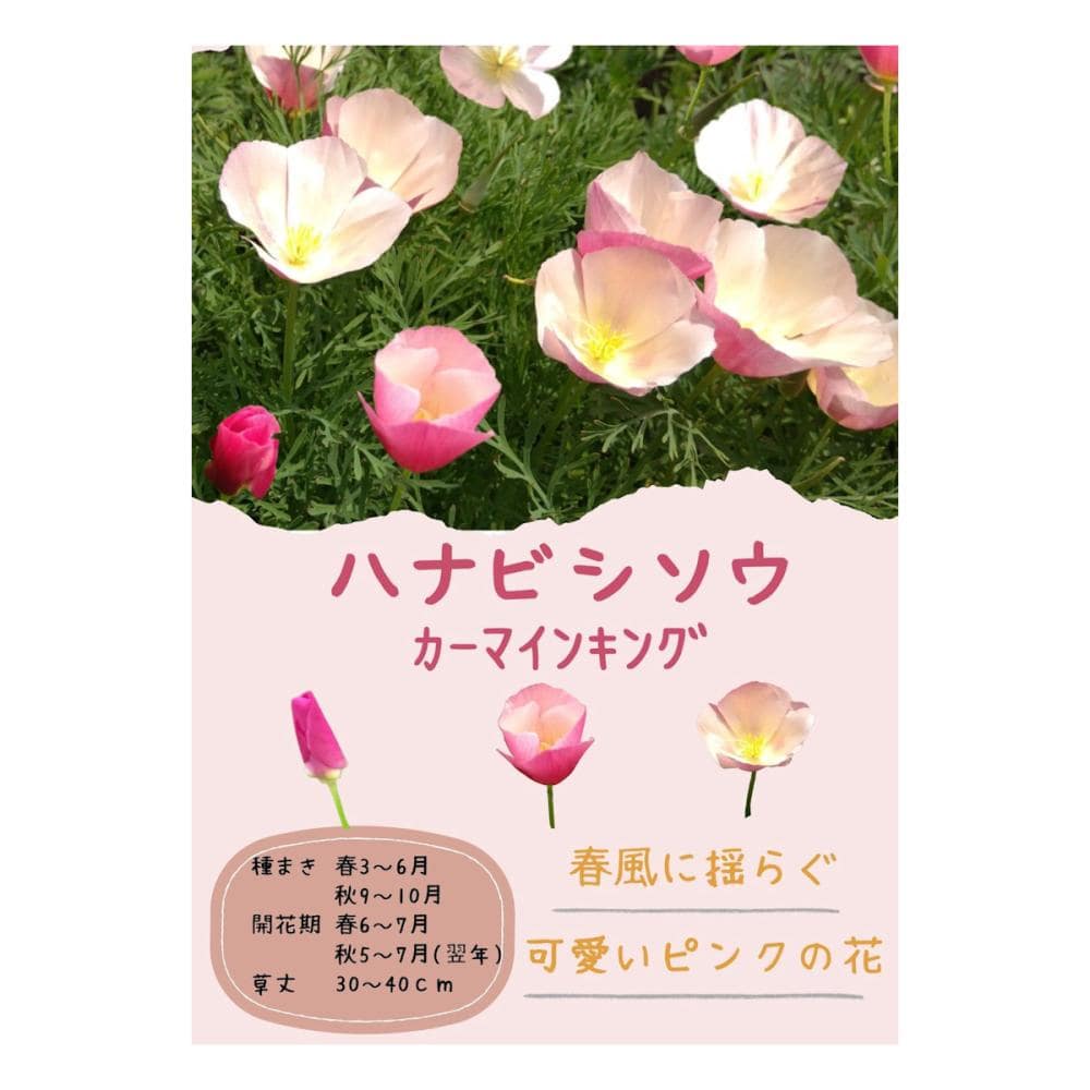【宅配専用】　草花種子　ハナビシソウ　カーマインキング