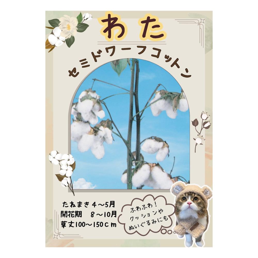 【宅配専用】　草花種子　ワタ　セミドワーフコットン