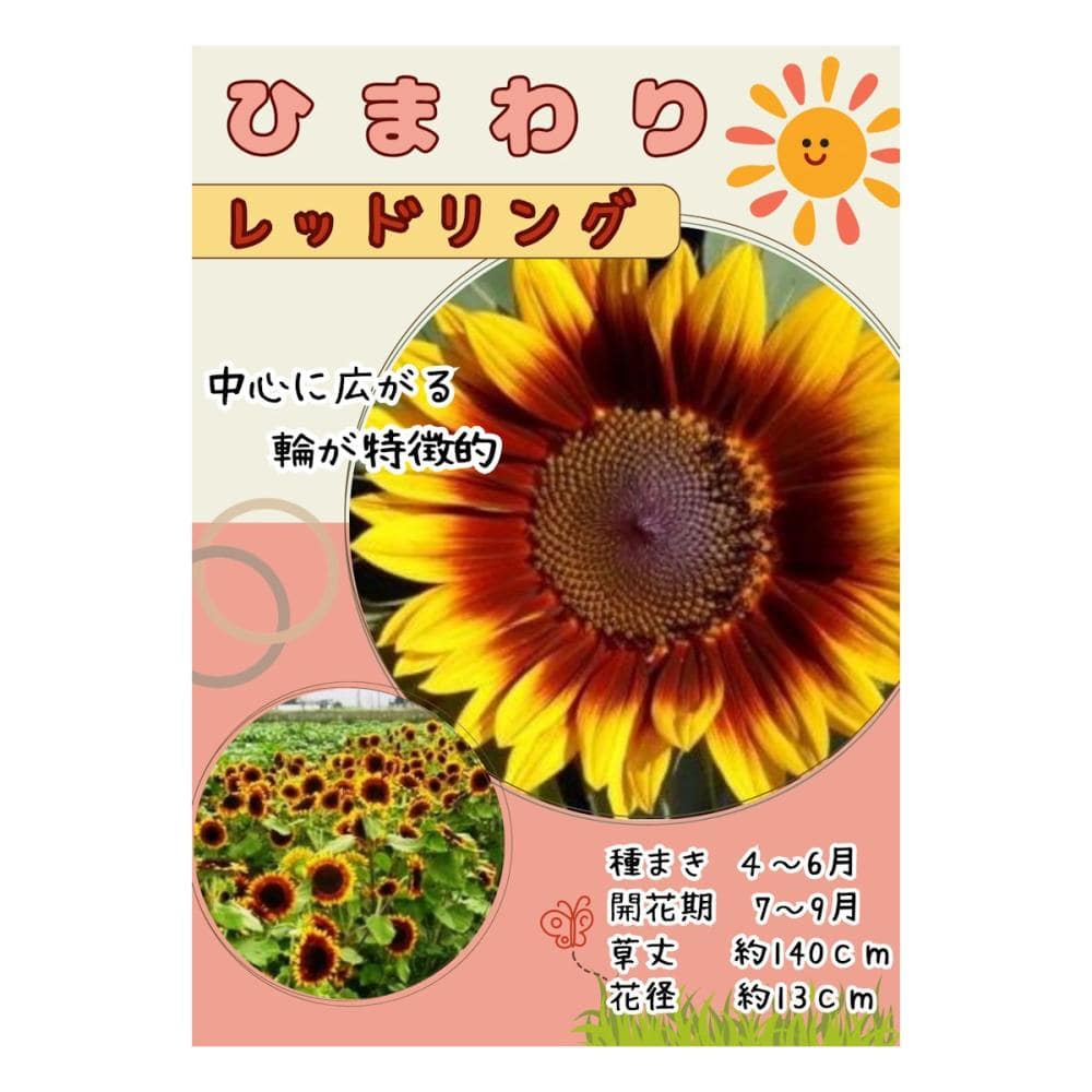 【宅配専用】　草花種子　ヒマワリ　レッドリング