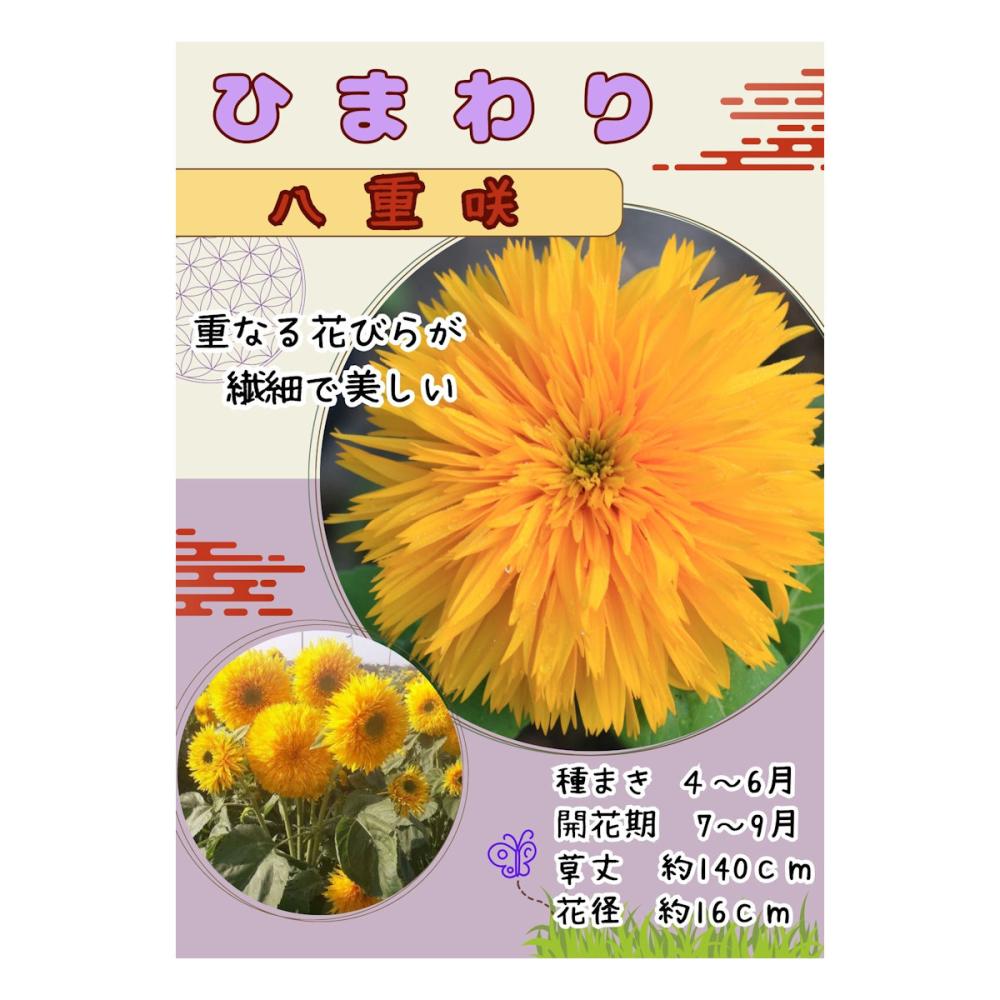 【宅配専用】　草花種子　ヒマワリ　八重咲