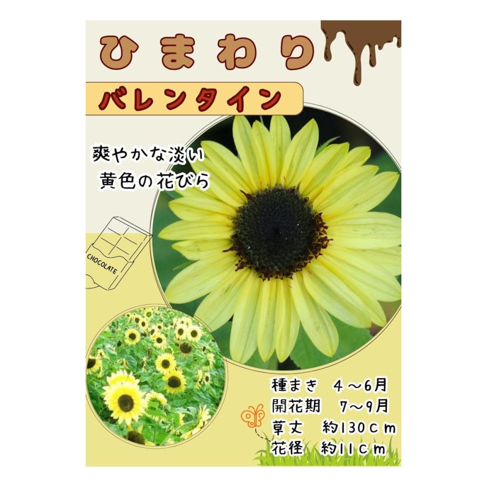 【宅配専用】　草花種子　ヒマワリ　バレンタイン