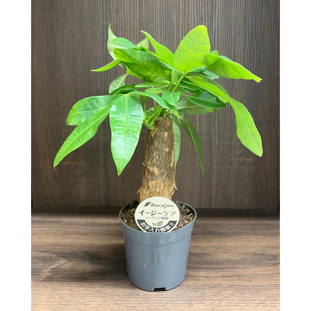 Ｂｒｅｅｚｙ　Ｇｒｅｅｎ　イージーケア観葉　パキラ　９ｃｍ