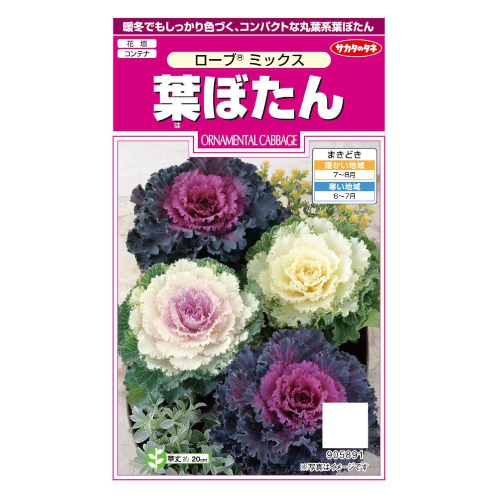 サカタのタネ　葉ぼたん　ローブ（Ｒ）　ミックス