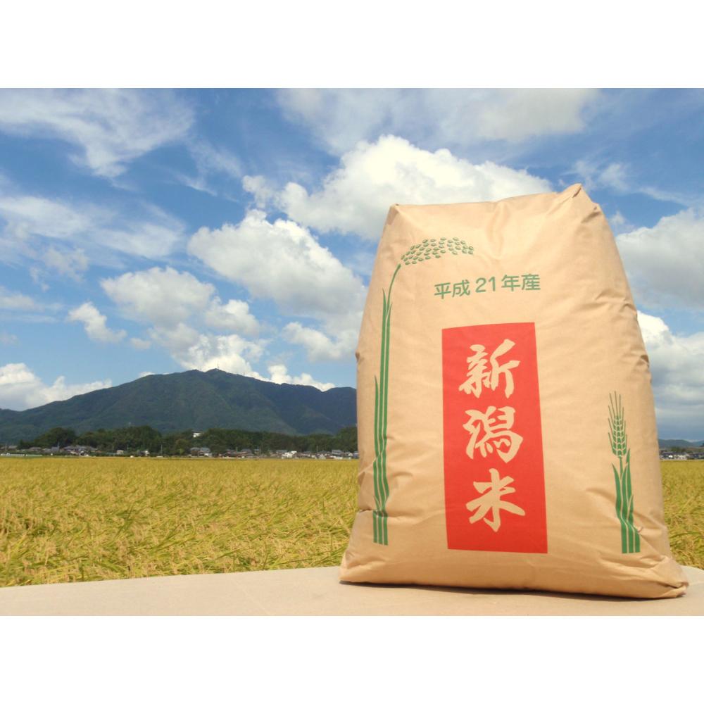 【早期予約】令和８年　新潟県弥彦村石井農園のこだわりコシヒカリ　玄米３０ｋｇ（１０ｋｇ×３）