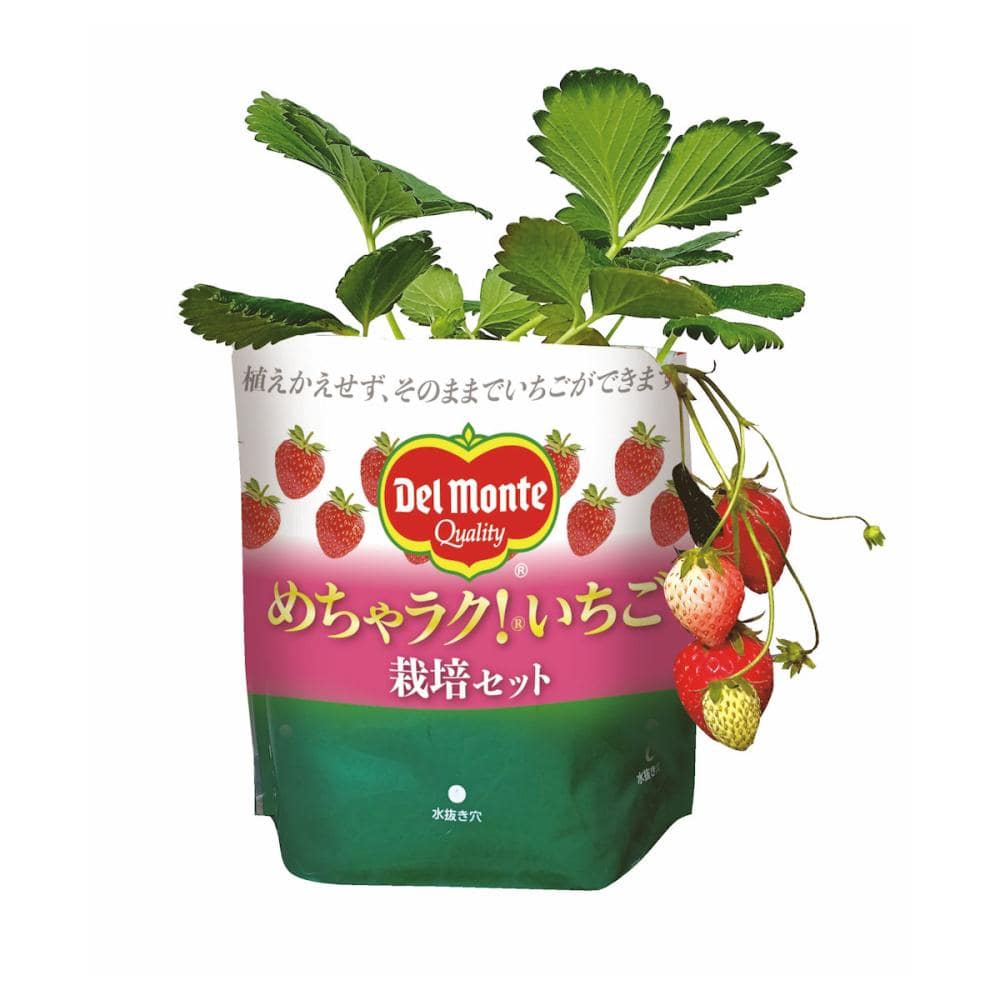 秋予約】めちゃラク！いちご栽培セット 引渡し期間9／27（土