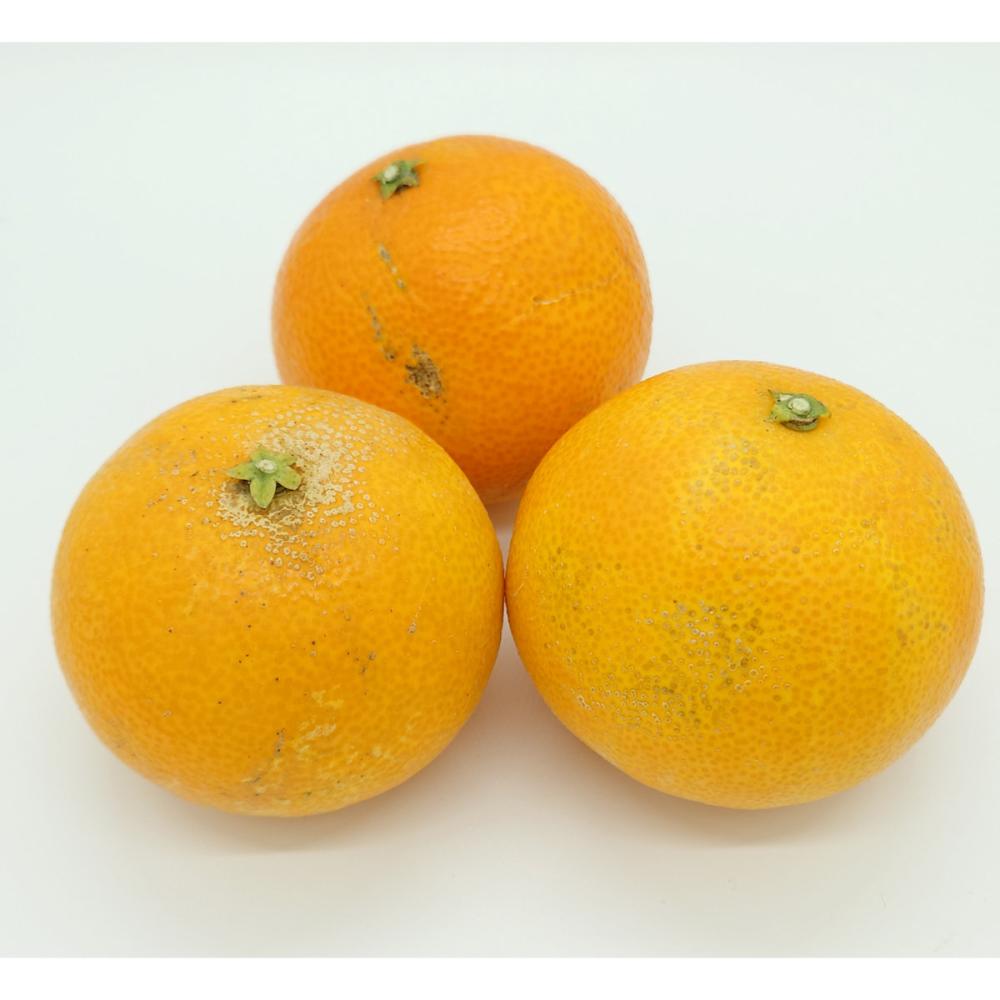 愛媛県産　マドンナ　家庭用　サイズ混合　約５ｋｇ【注文期限：2025年11月30日】