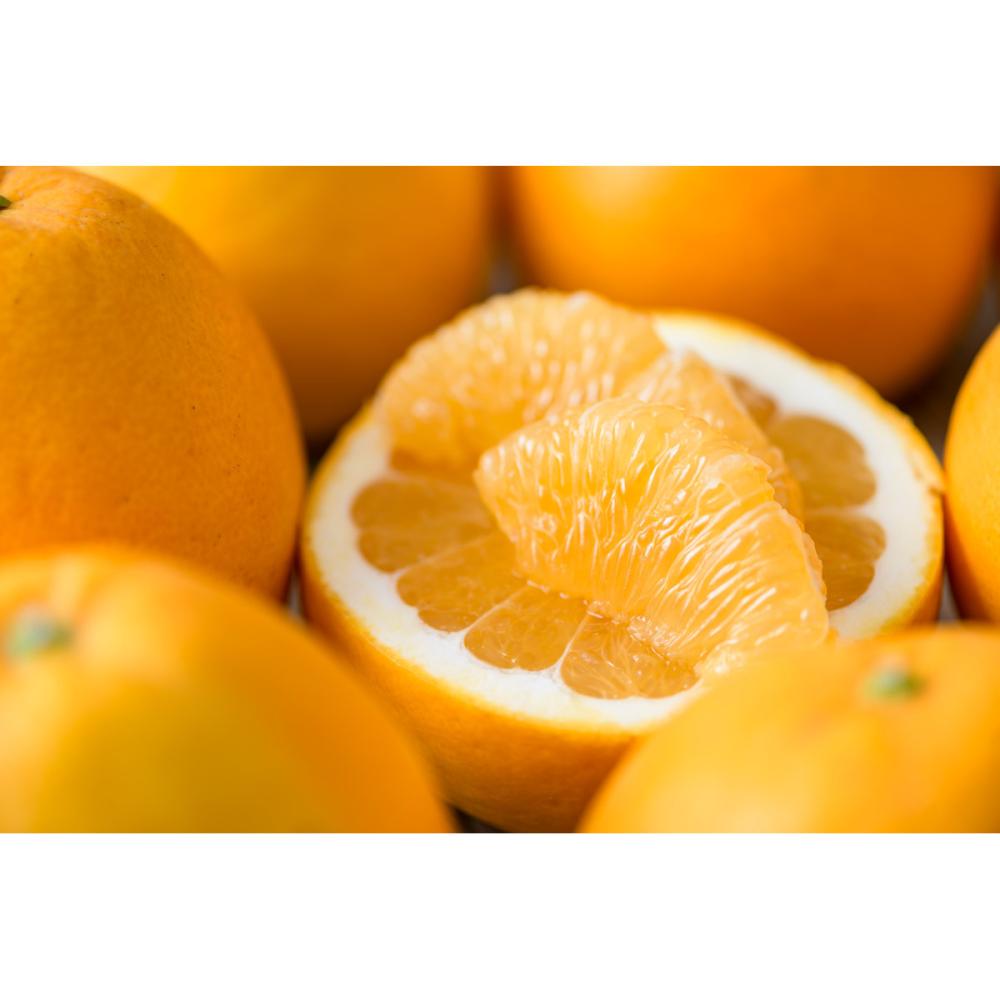 愛媛県産　河内晩柑　家庭用　サイズ混合　約７ｋｇ【注文期限：2026年5月10日】