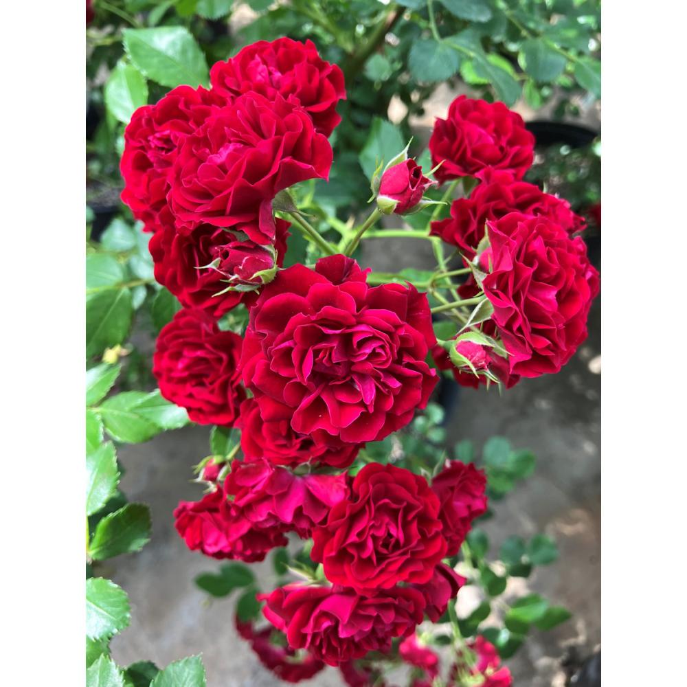 【長尺バラ予約】　長尺バラ　クリムゾン　シルエッタ　【引き渡し期間：３月７日（土）～３月１５日（日）】