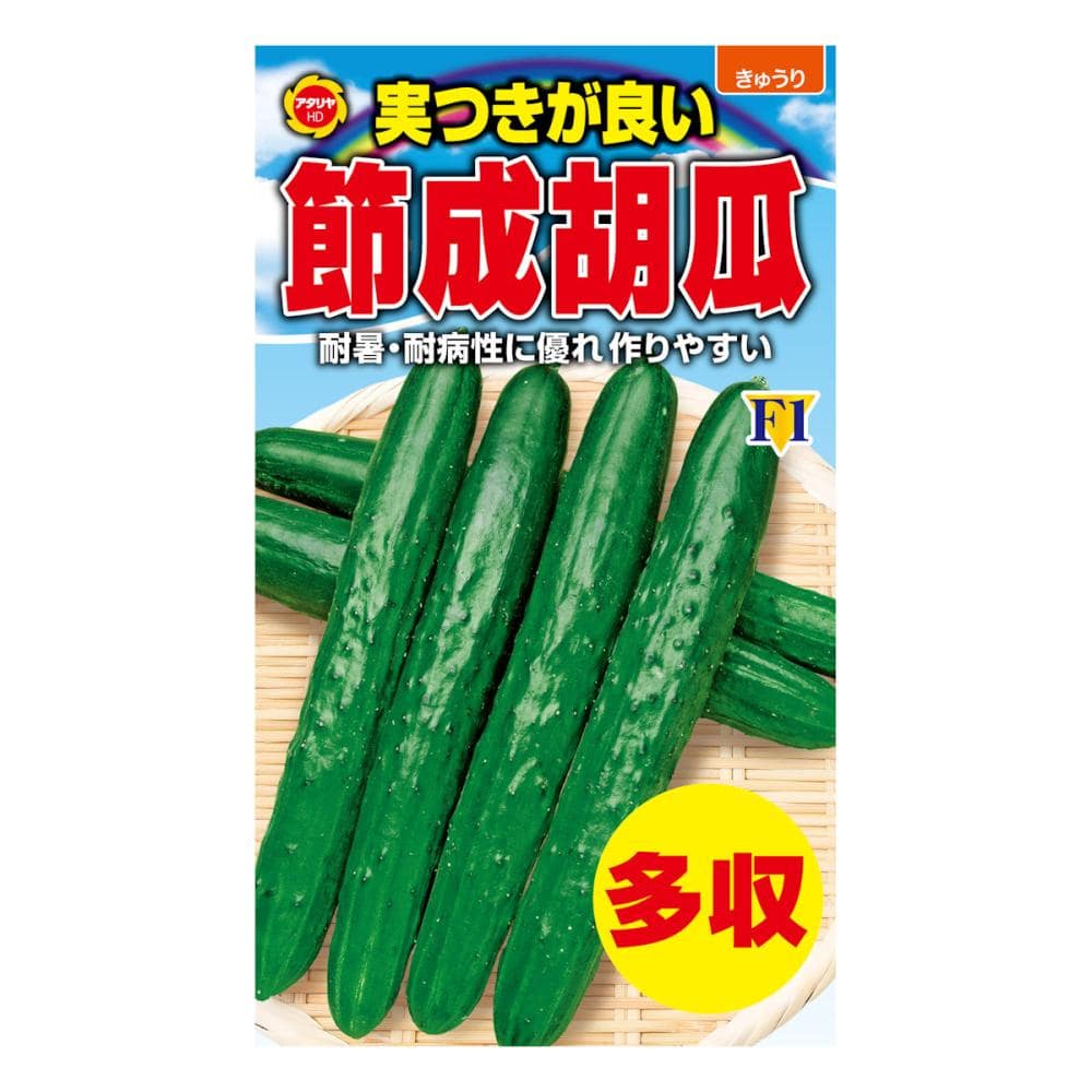 キュウリ種子　実つきが良い節成きゅうり