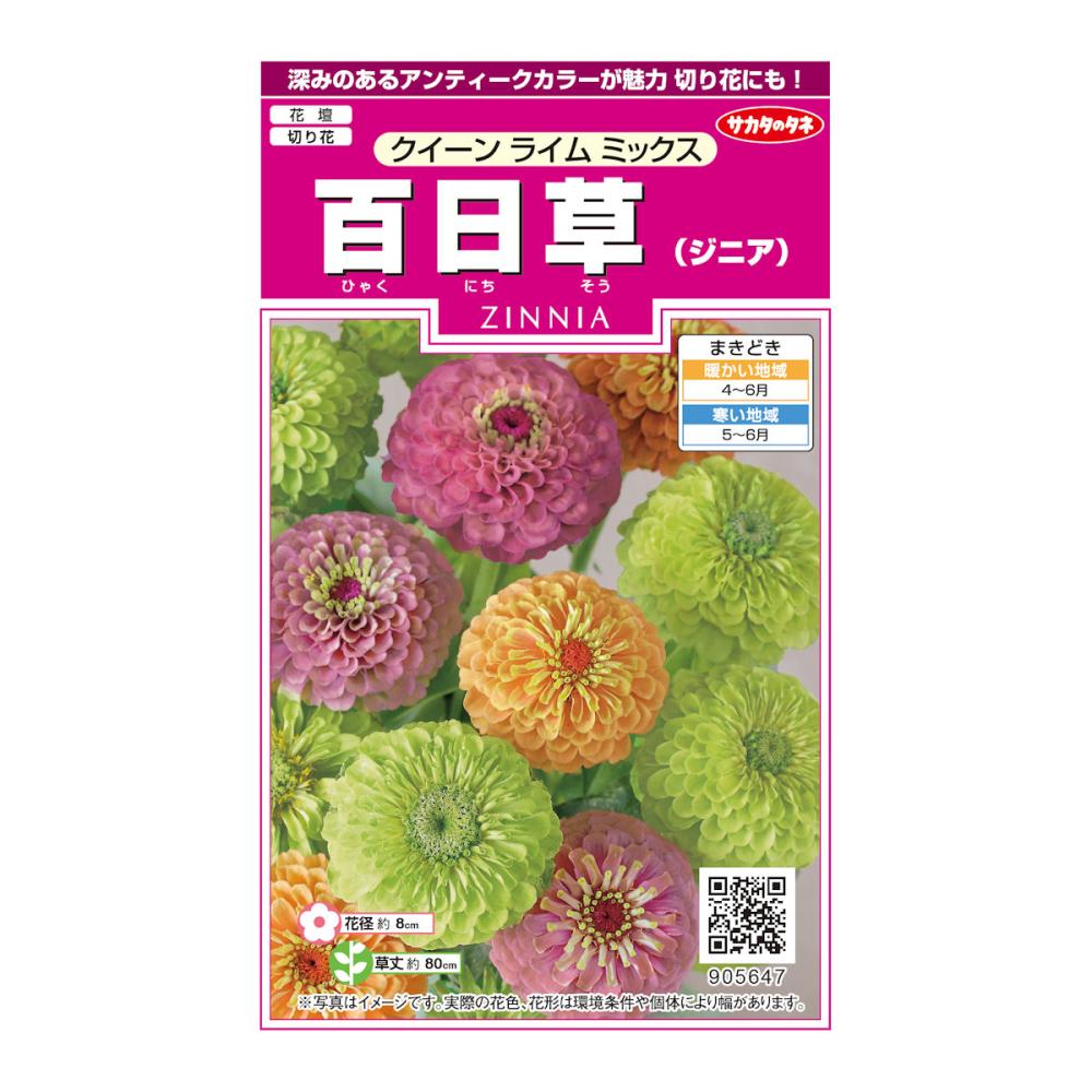 ジニア種子　クイーン　ライム　ミックス