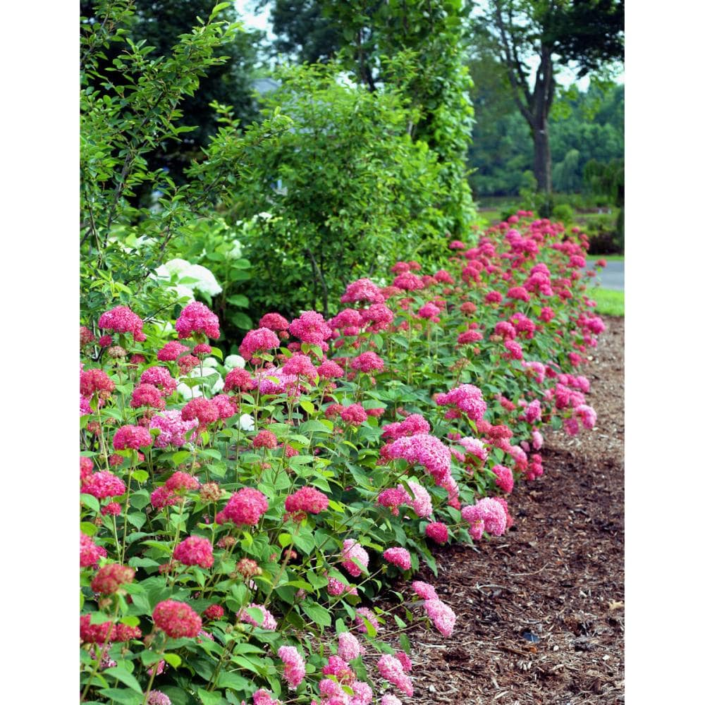 アメリカアジサイ