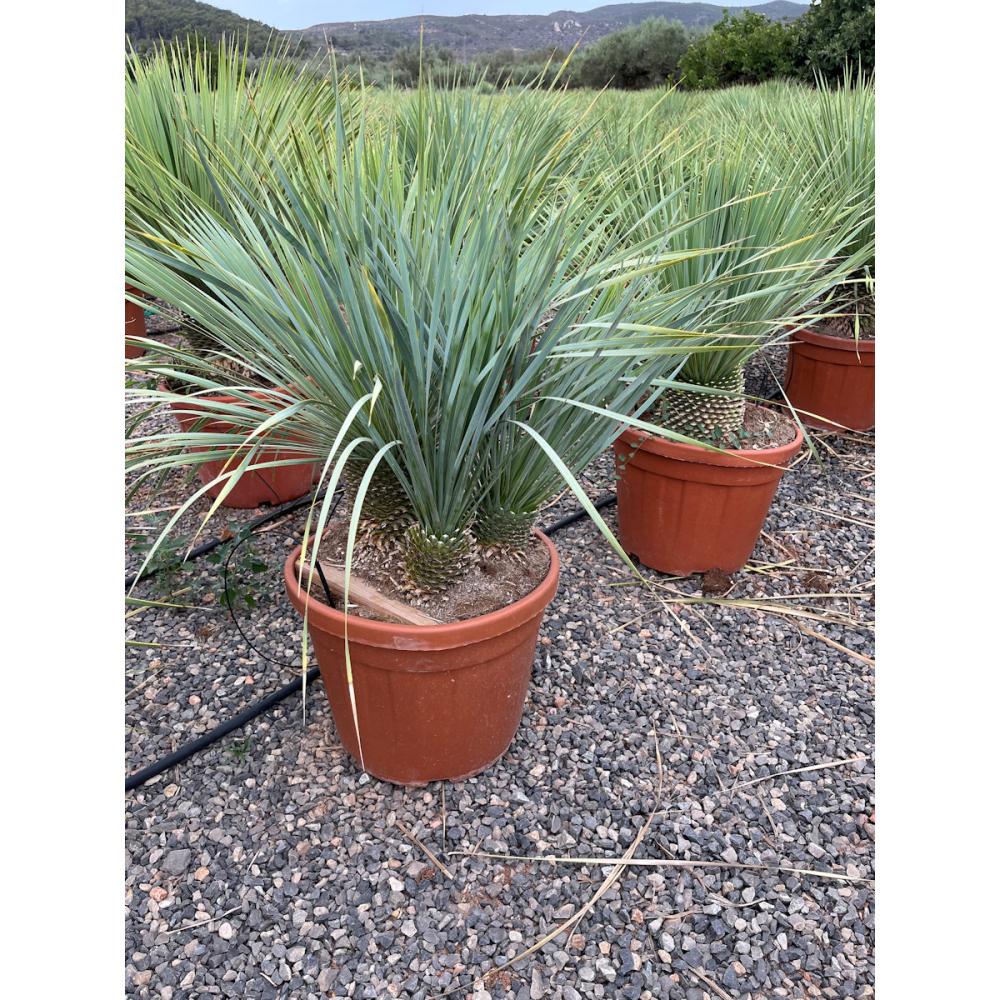 【庭木】ユッカ　ロストラータ　ブルー＆ブルー　高さ約０．９ｍ